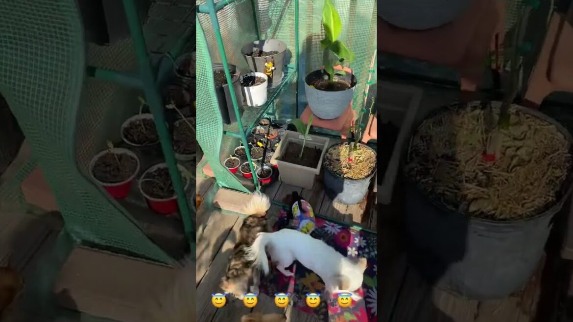 😎#Walmart greenhouse review #Zone 5 gardening