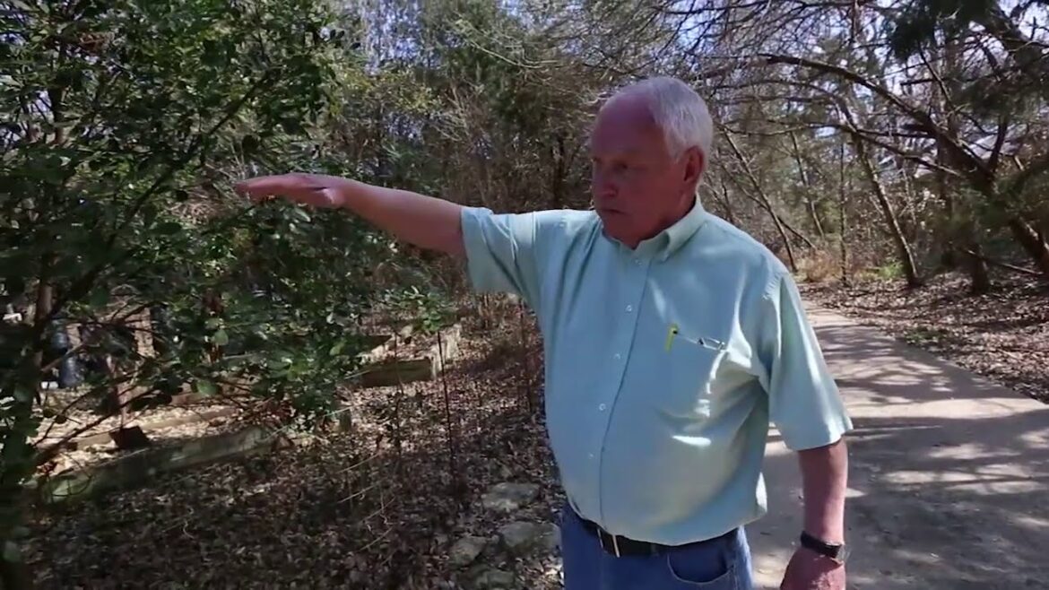 Master Gardener Tom Burr talks about red tip photinia after Texas storm of 2021