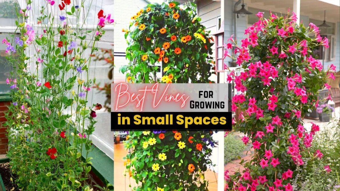 Best Vines for Growing in Small Spaces | Climbing Plants