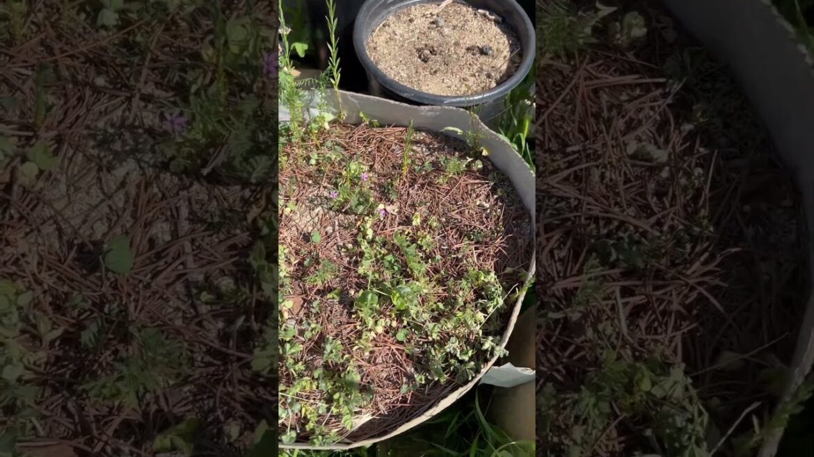 10 week grassroots fabric pots container garden experiment