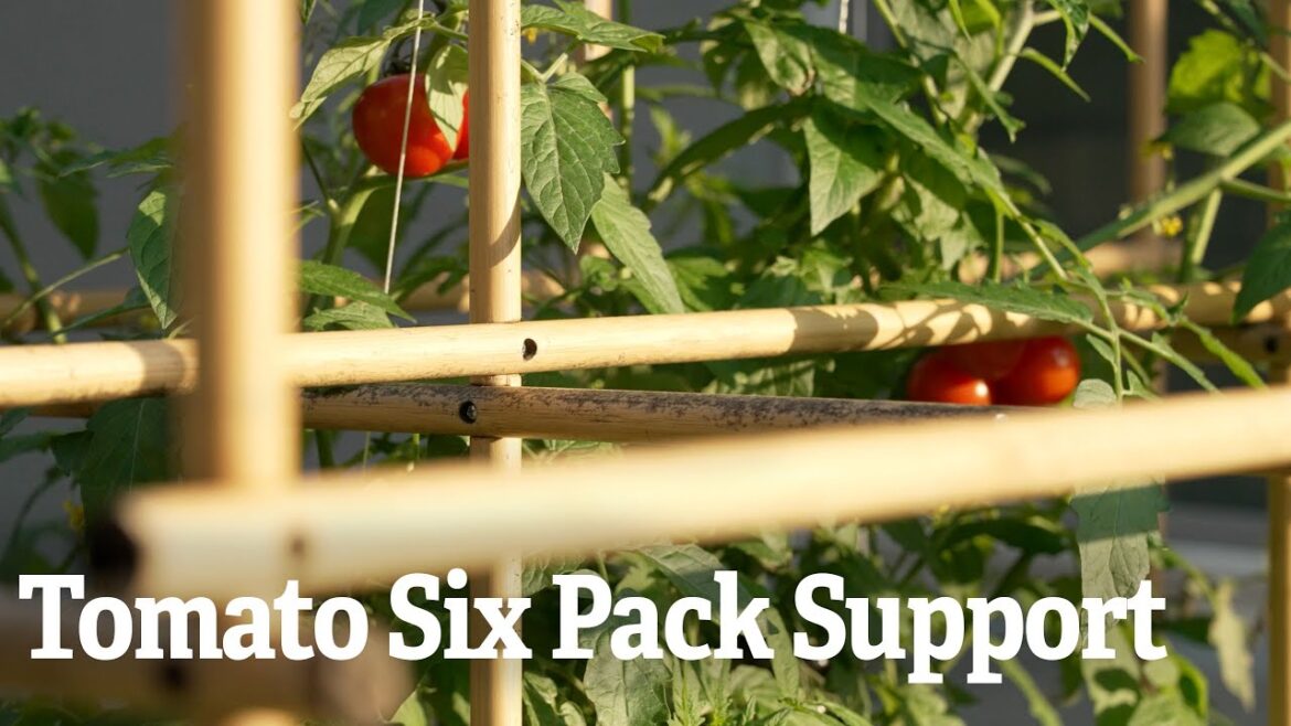Tomato Six Pack Support