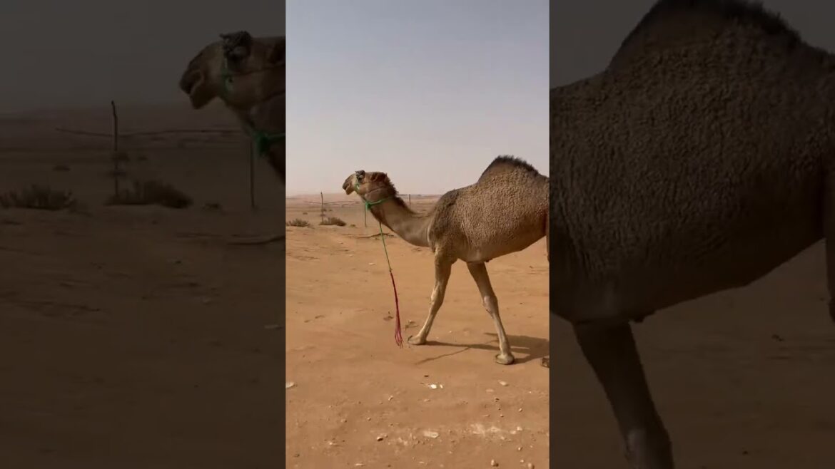 1 month growth in an aeroponic Tower Farm in Saudi Arabia