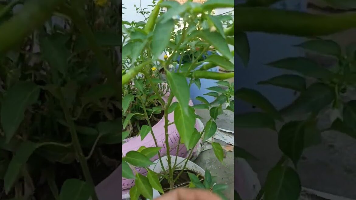 green chilli🌶️🌶️plant in my terrace garden #shorts #youtubeshorts #overview #vegetables #viral