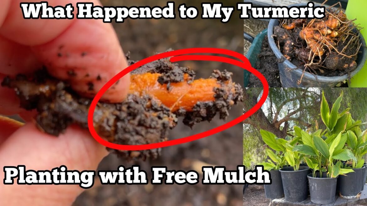 TIPS How to Grow Tons of Turmeric EASY Amazing Ideas for Growing ANY Garden in Small Space Container TIPS How to Grow Tons of Turmeric EASY Amazing Ideas for Growing ANY Garden in Small Space Container