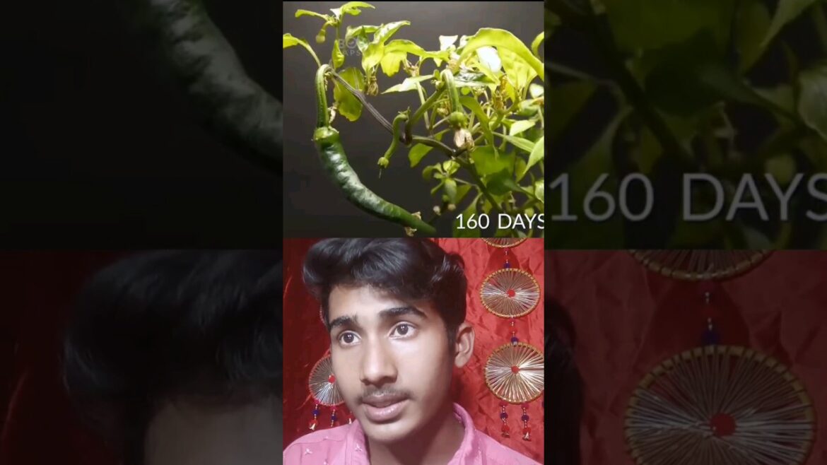 Growing Orange Cayenne Pepper #shorts #shortvideo #timelapse #viral #food #challenge #trending