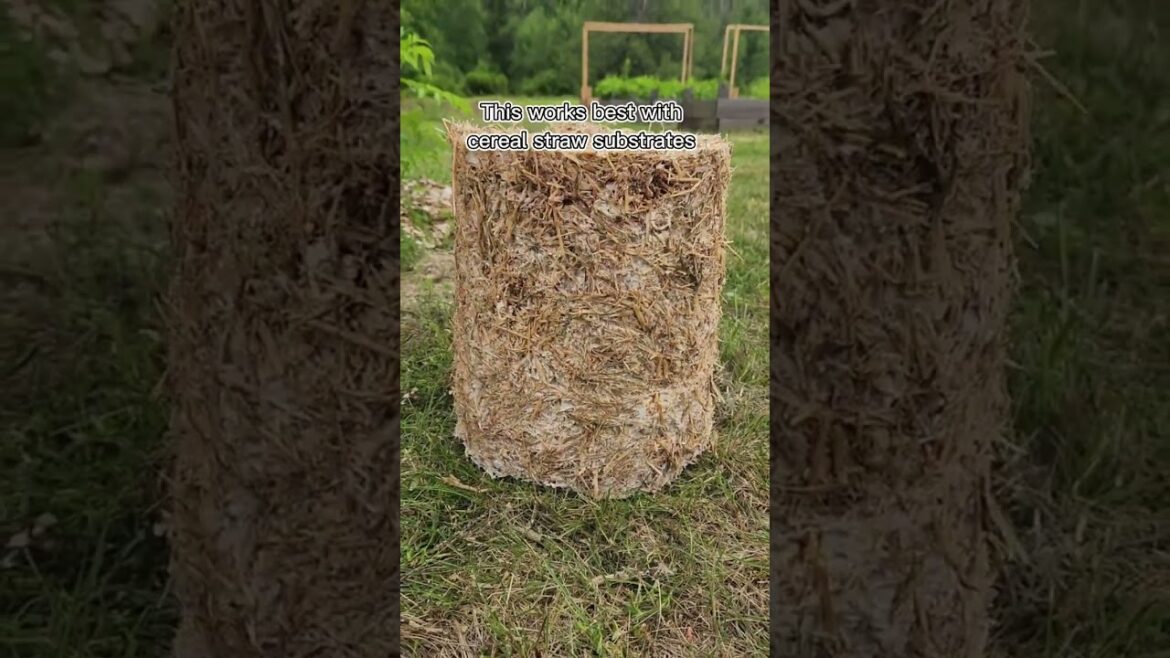 How to Reduce Waste While Growing Mushrooms