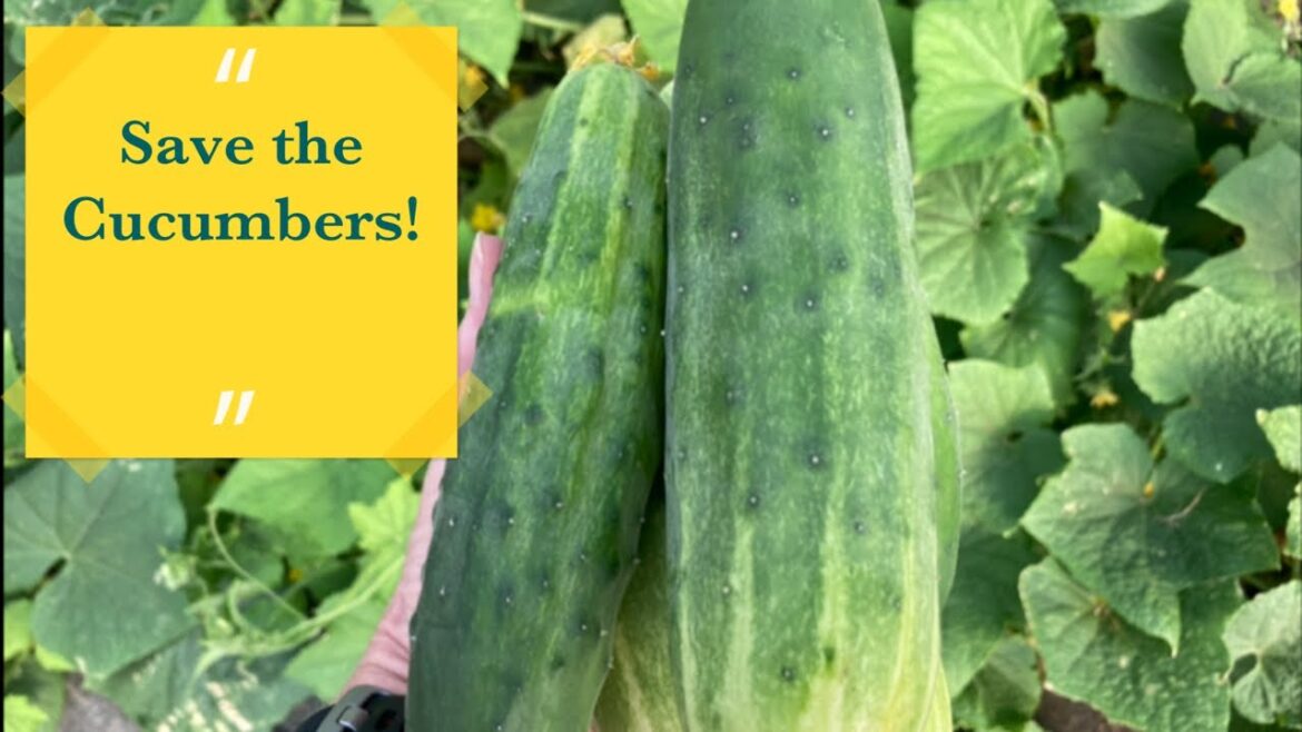 Planting Cucumbers. How & Why We Do It This Way! Planting Cucumbers. How & Why We Do It This Way!