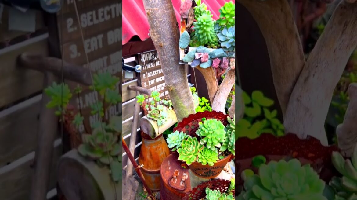 Elegant Succulent Plants: Beautiful YouTube Shorts Compilation #Shorts Elegant Succulent Plants: Beautiful YouTube Shorts Compilation #Shorts