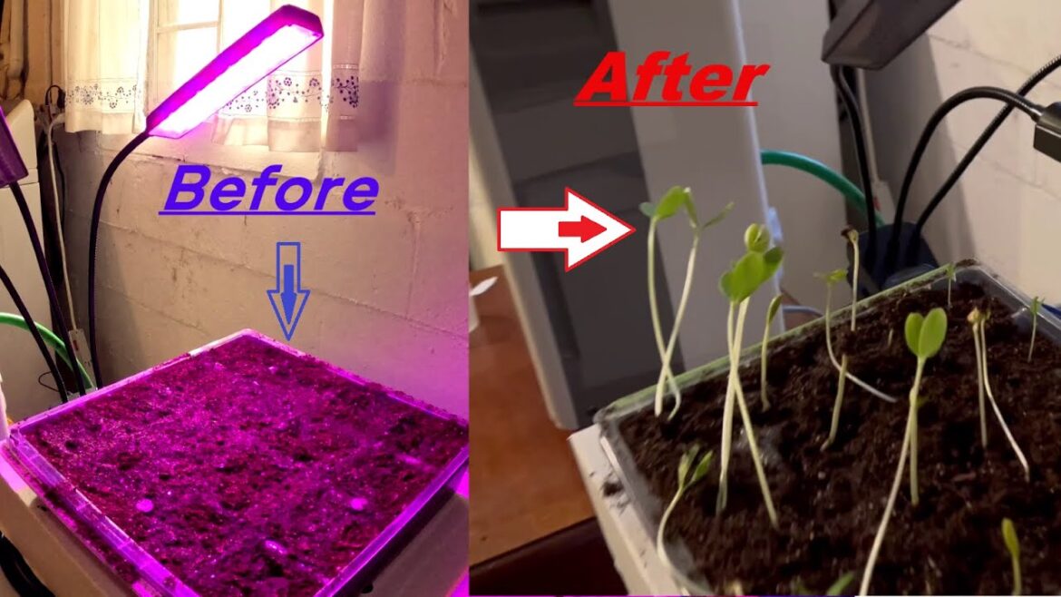 Seed Starting for my Garden! Container Gardening #seedstarting #containergardening #raisedbedgarden