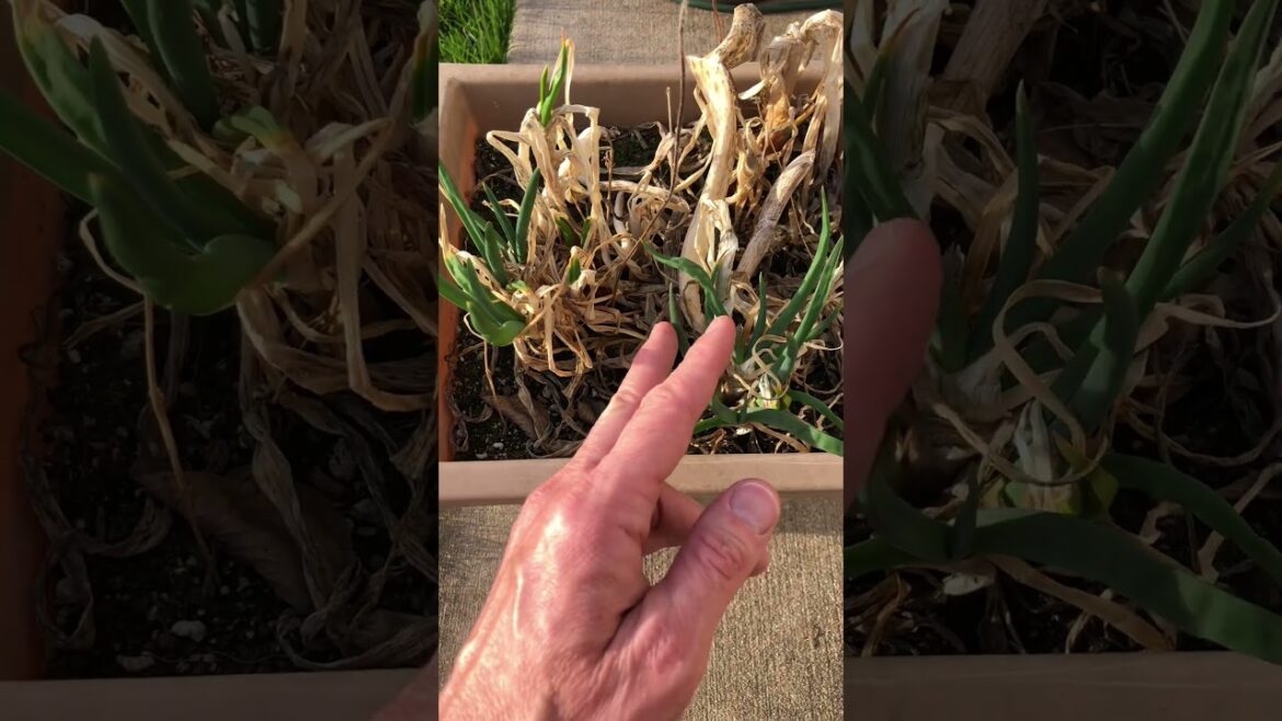 The Walking Onion. A great vegetable to grow. #garden #gardening #vegetablegardening #onions