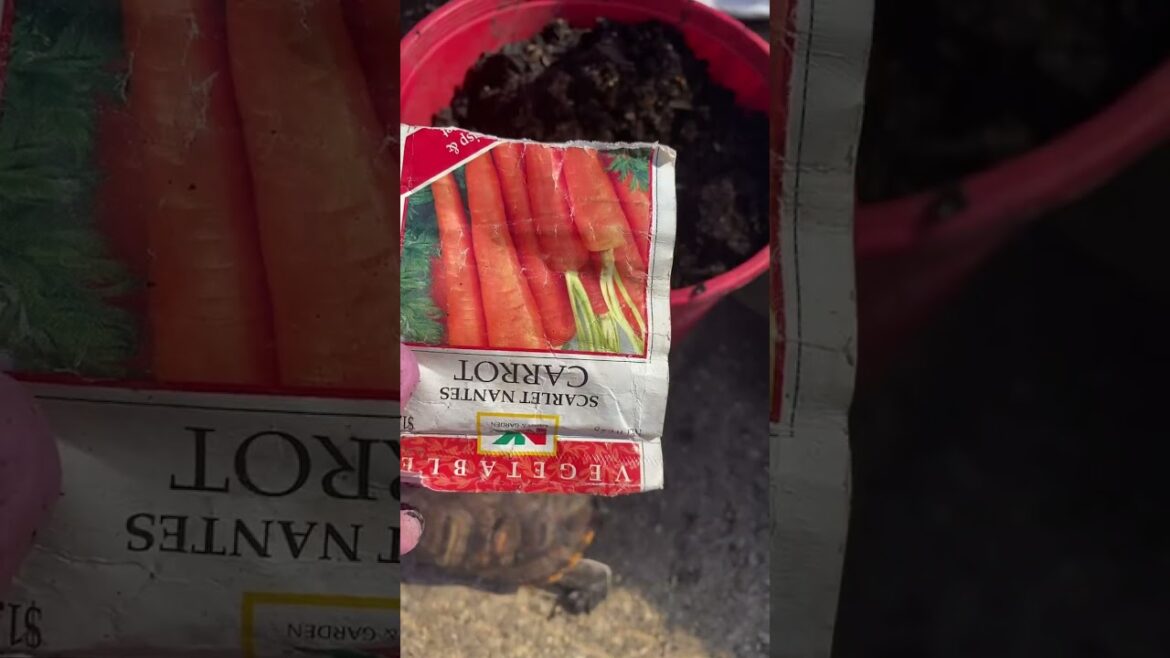 🥕🥕#Container gardening #Growing carrots in container #2023
