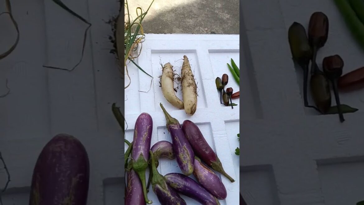 fish vegetables harvesting of my terrace garden #nature#shorts #youtubeshorts #overview #viral fish vegetables harvesting of my terrace garden #nature#shorts #youtubeshorts #overview #viral