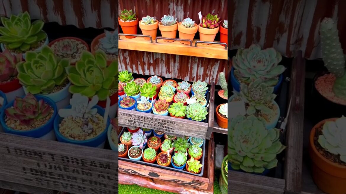 Radiant Succulent Plants: Stunning YouTube Shorts Showcase #Shorts