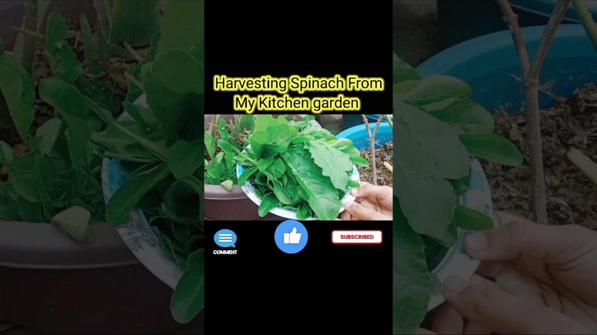 Harvesting Spinach from my kitchen Garden#shortvideo