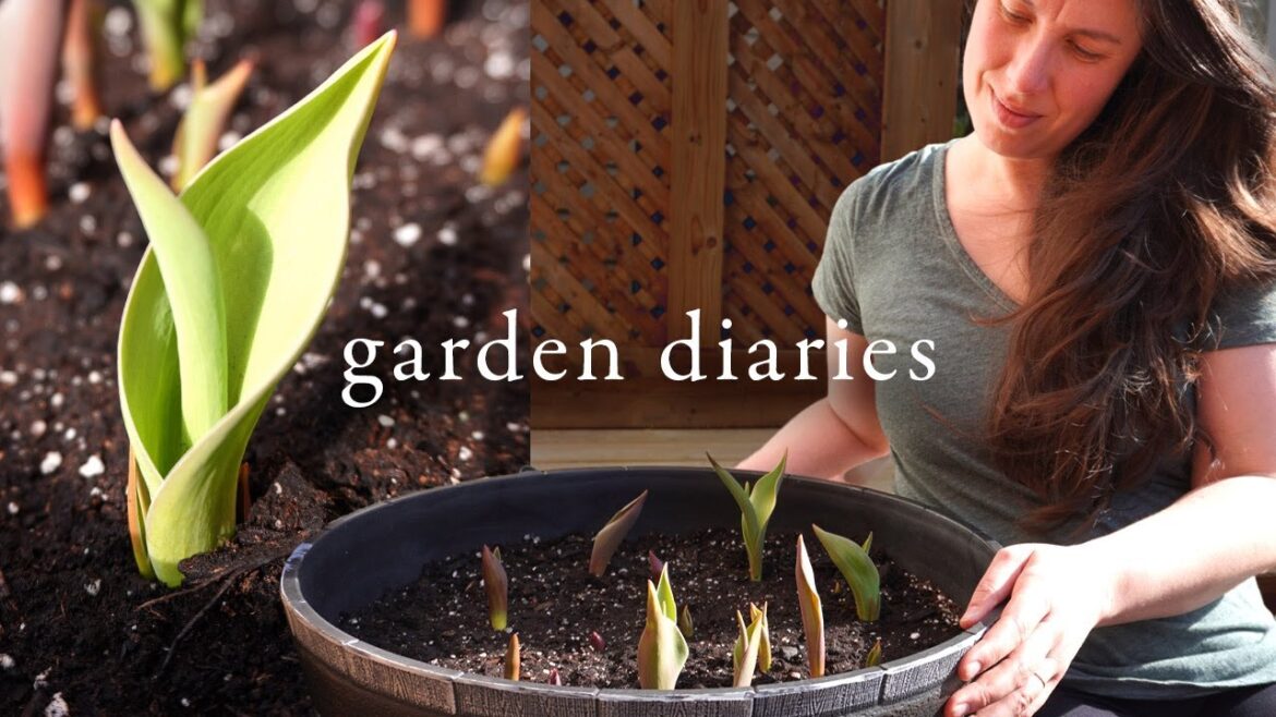 Container Gardening, and Spring Cleaning | Garden Diaries Container Gardening, and Spring Cleaning | Garden Diaries
