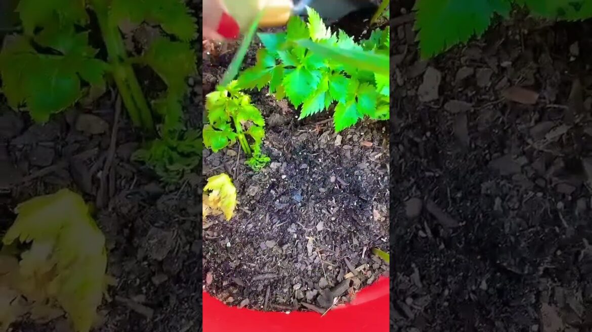 My first line of defense! (Backyard Garden Tips) #shorts