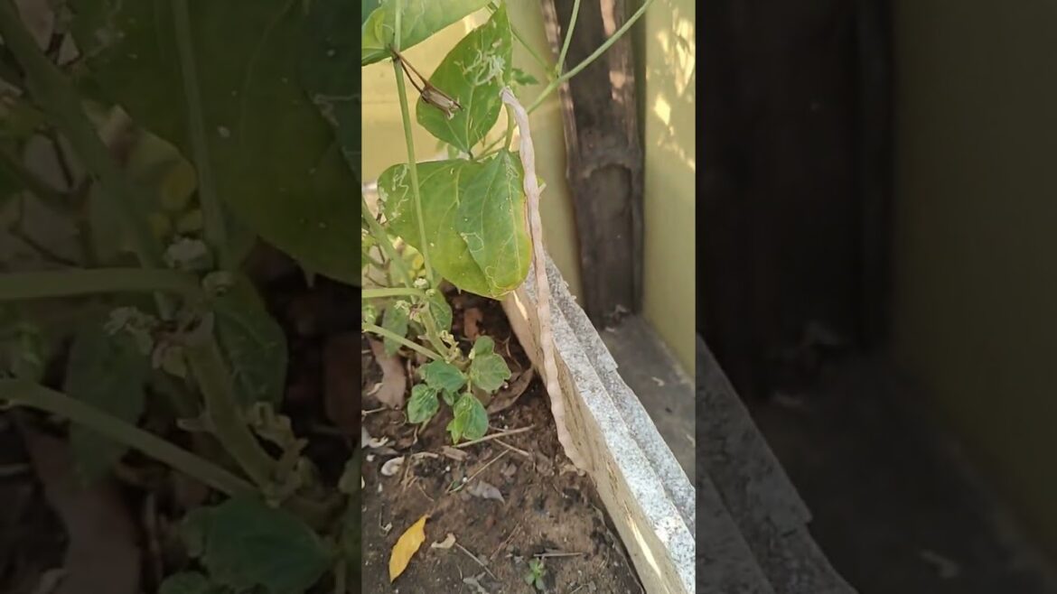 Collect vegetable seeds | सब्जी के बीज #shorts #gardeningtips #gardeninspiration Collect vegetable seeds | सब्जी के बीज #shorts #gardeningtips #gardeninspiration