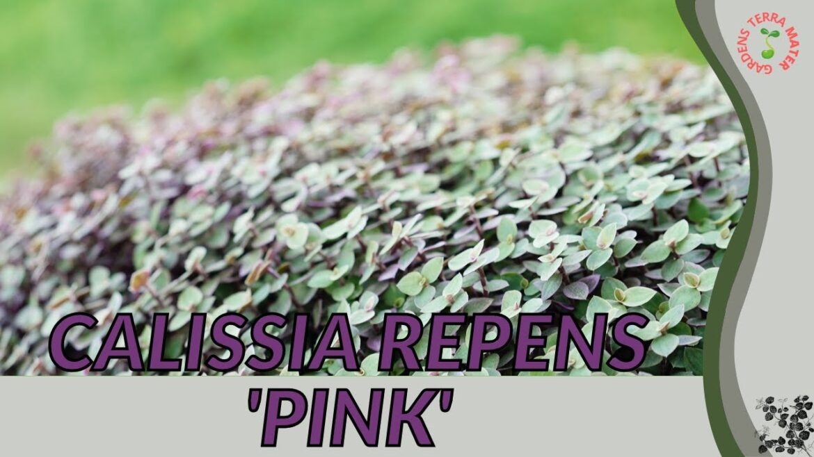 CALISSIA REPENS 'PINK' Information and Growing Tips! (