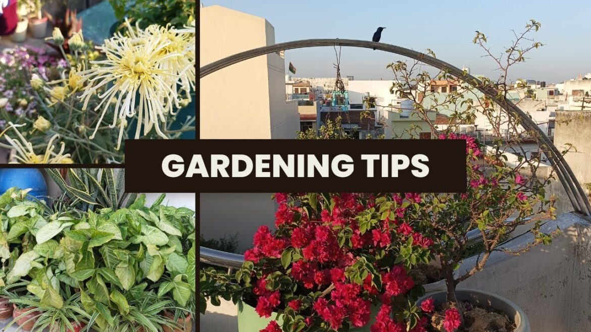 Basic Gardening Tips# आओ मिलकर बागवानी करें#beautiful 😍Flowering# Basic Gardening Tips# आओ मिलकर बागवानी करें#beautiful 😍Flowering#
