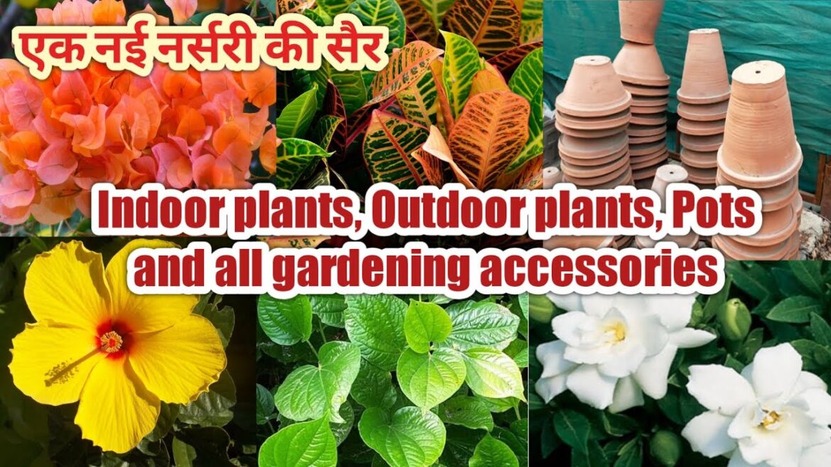 Nursery Visit/ Indoor plants, Outdoor plants, Pots and all gardening accessories/ Balaji Nursery