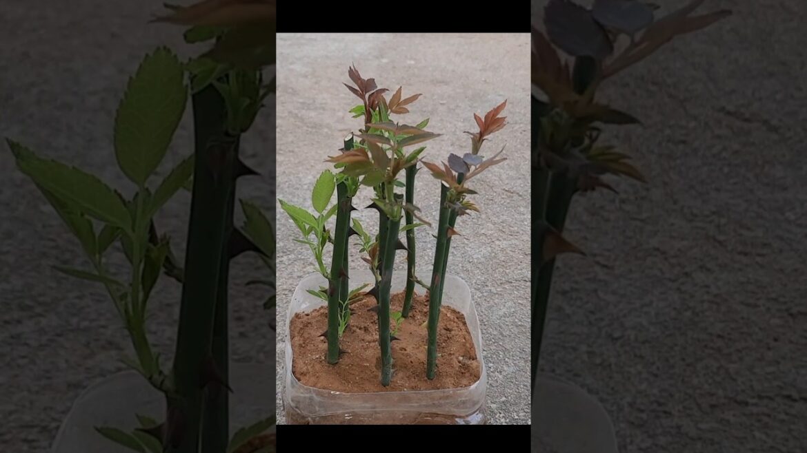 growing rose cutting tips #rose #gulaab #shorts #trending #viral