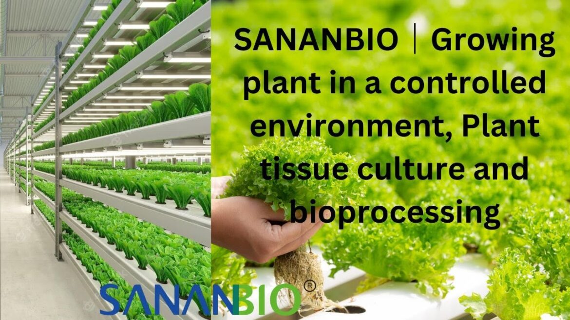 Sananbio|Growing plant in a controlled environment, Plant tissue culture and bioprocessing Sananbio|Growing plant in a controlled environment, Plant tissue culture and bioprocessing