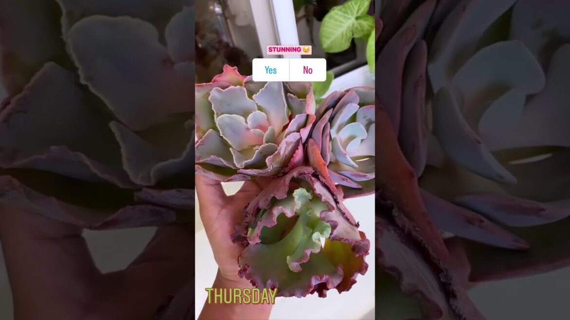 Fascinating Faucarias: Mesmerizing Succulent Plants in YouTube Shorts #Shorts Fascinating Faucarias: Mesmerizing Succulent Plants in YouTube Shorts #Shorts