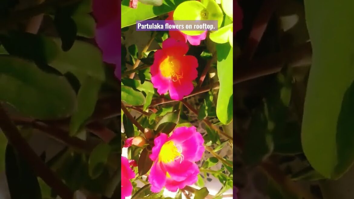 Portulaca flowers on rooftop. Roof garden design. #design #garden #flowers #subscribe #viral.