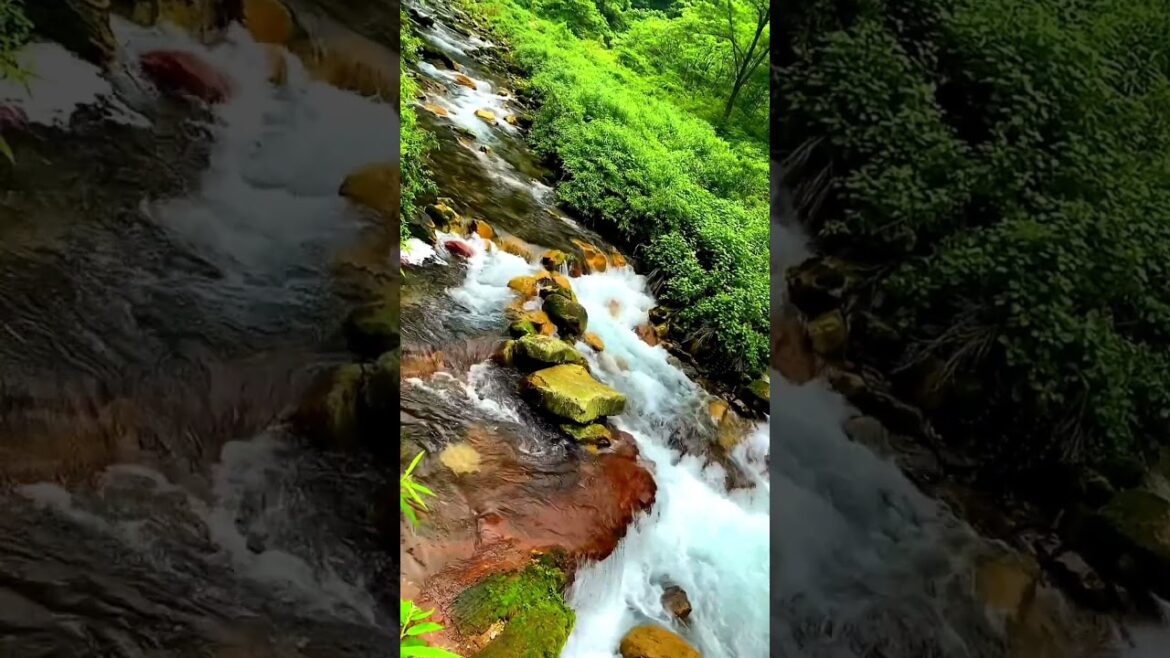 Plantcaretip #botanicaplus#botanica#Botanicalgardentours#Plantcaretip Plantcaretip #botanicaplus#botanica#Botanicalgardentours#Plantcaretip