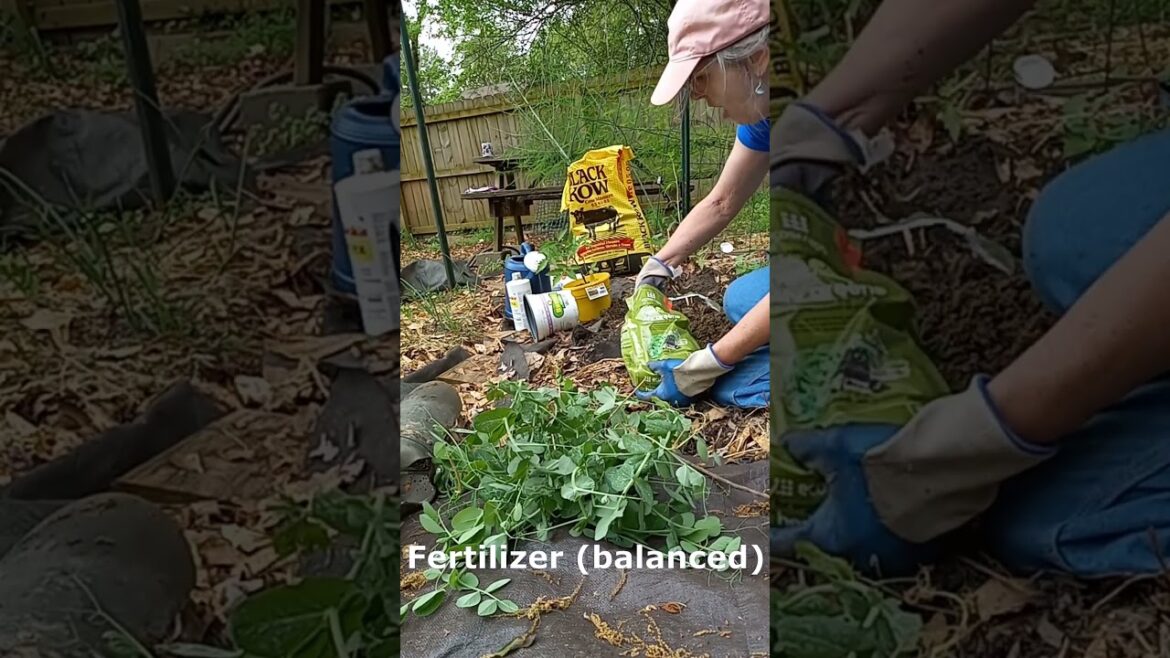 Pushing The Zone Again! Will It Grow A Ripe Tomato 🍅by June🗓? Pushing The Zone Again! Will It Grow A Ripe Tomato 🍅by June🗓?