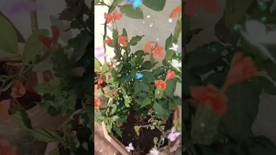 Apr 13 | 🤩 Now Garden Wale with Insta Trends ..🔥 | 🌿 बगीया के पुष्प only  in 1 min #shorts