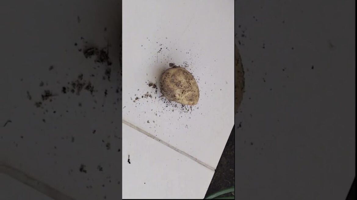 Potatoes Harvesting from Dubai UAE Desert Backyard Garden #shorts