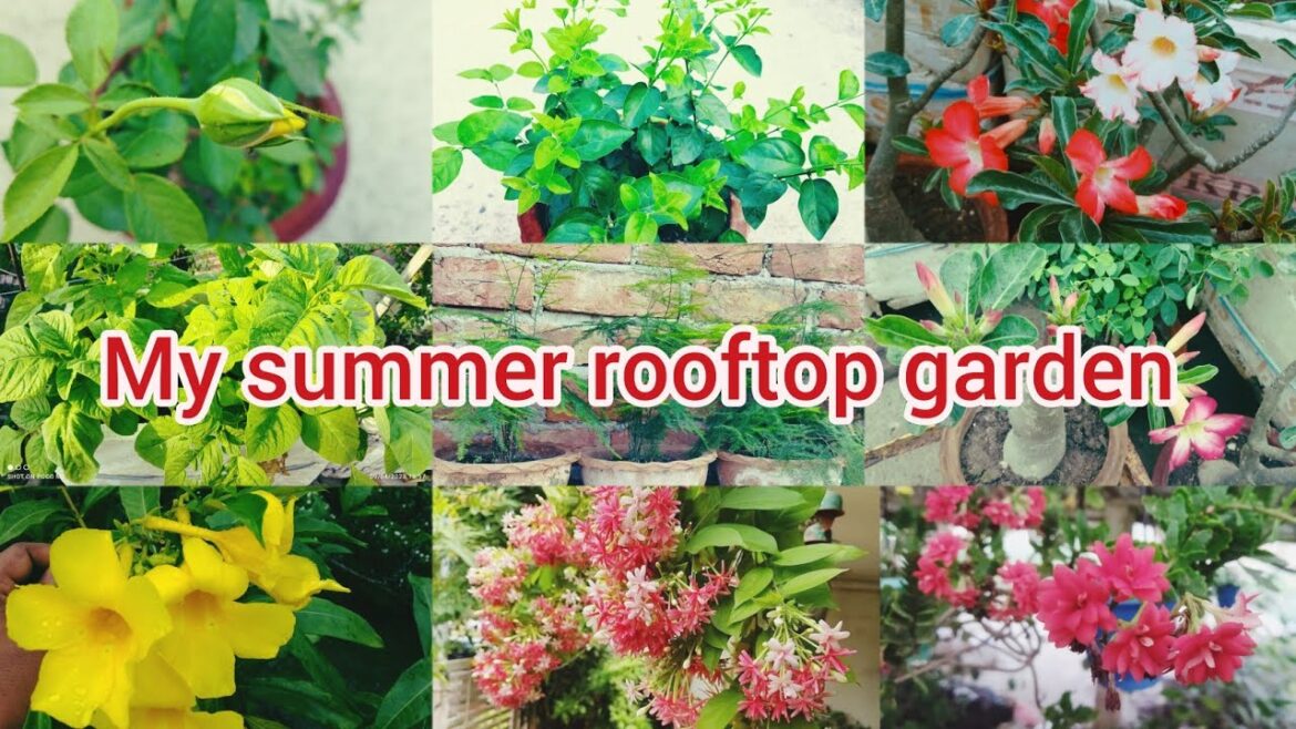 My summer rooftop garden. Summer gardening tips.#rooftop #gardening #