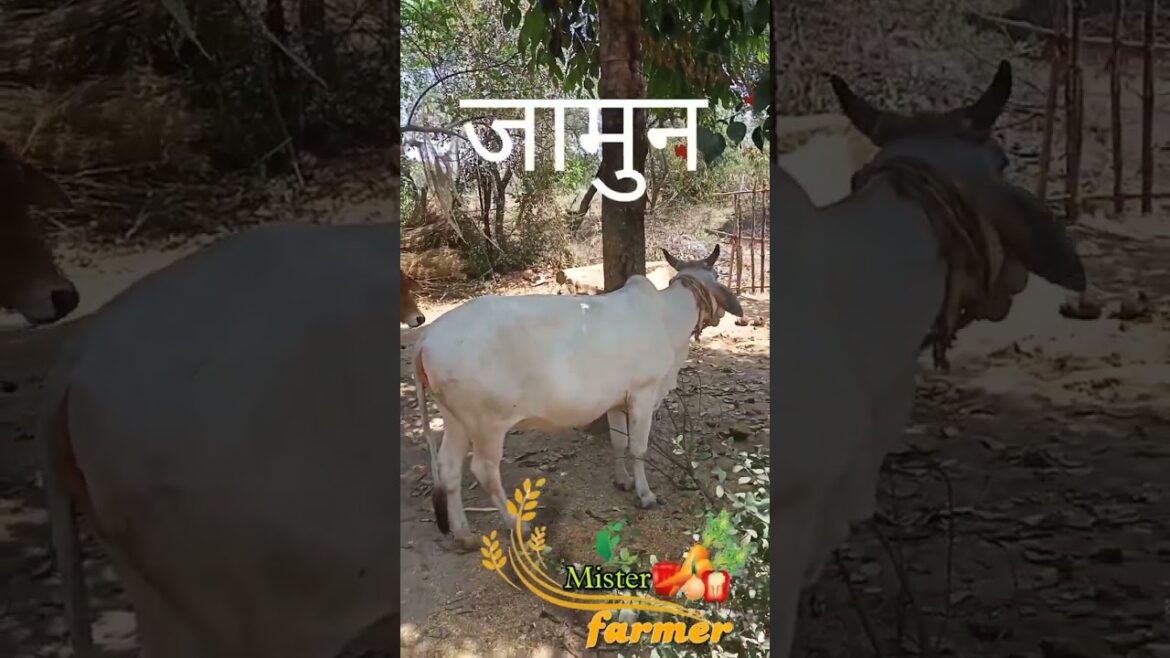 घर की बगियाHome gardengarden ideasurban gardening