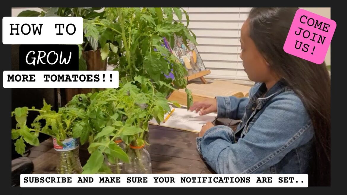 How To Grow TOns Of More Tomatoes without The High Cost of Transplants