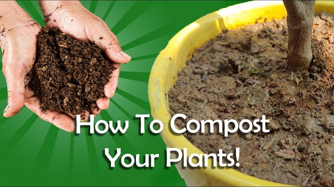 How to use Compost | Quick Gardening | Green Oxygen