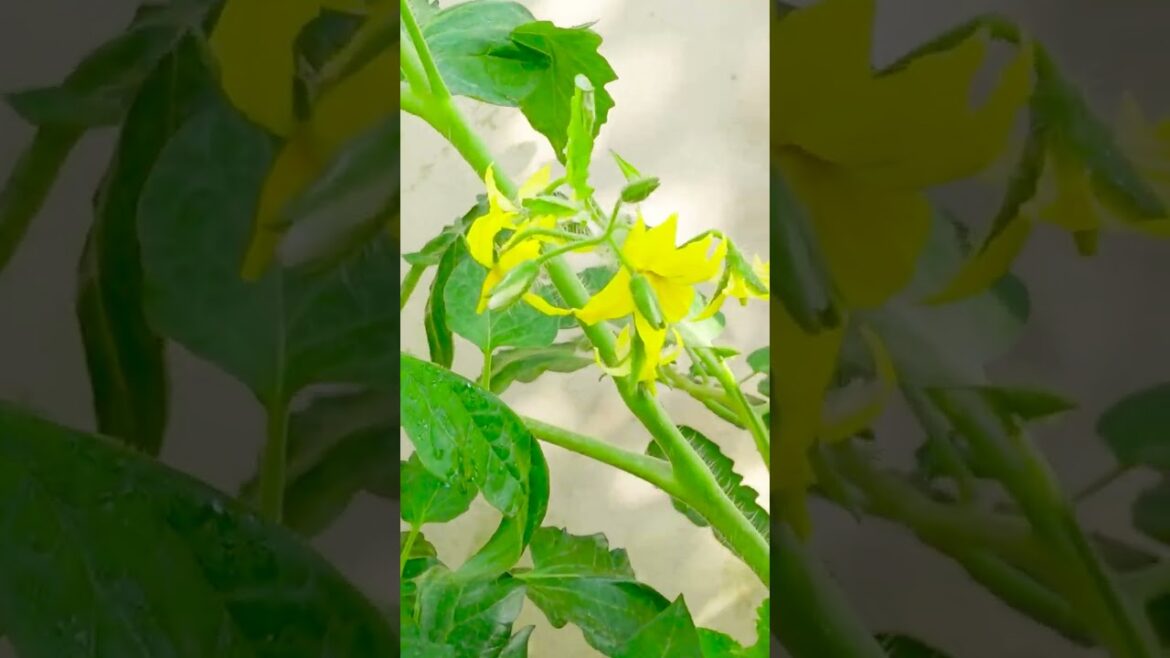 Amazing Tomato garden at home, the most creative and economical ideas