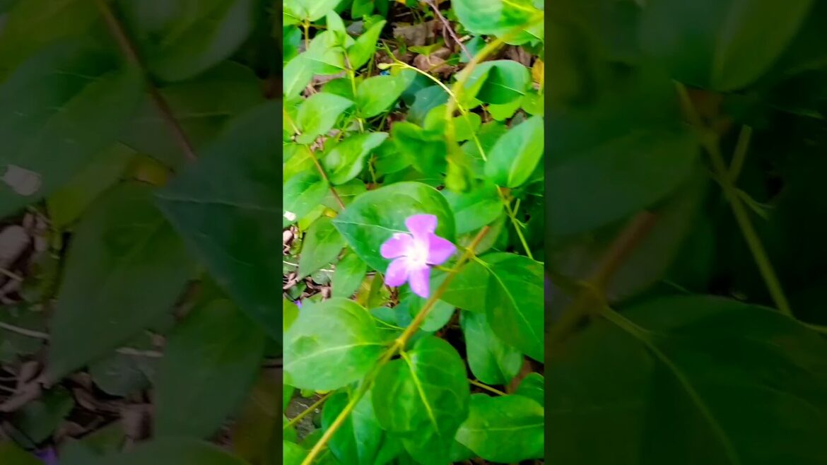 Natural collection flowers Short video| Attractive flowers |Friends Love flowers|Wikipedia #ytshorts Natural collection flowers Short video| Attractive flowers |Friends Love flowers|Wikipedia #ytshorts
