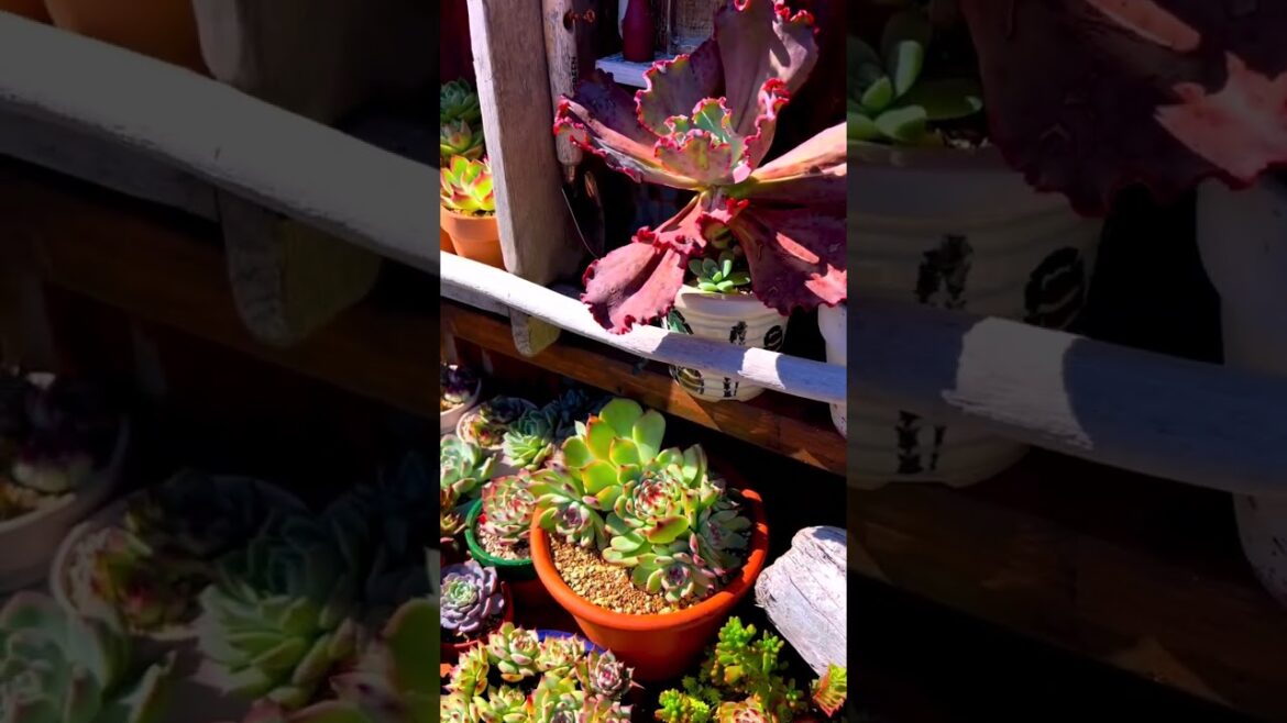 Tranquil Succulent Plants: Calming YouTube Shorts #Shorts Tranquil Succulent Plants: Calming YouTube Shorts #Shorts