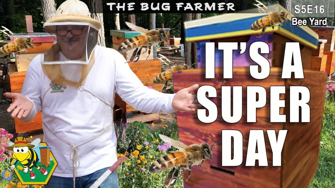 Adding Honey Supers | Front Row Inspection #beekeeping #HISEA Adding Honey Supers | Front Row Inspection #beekeeping #HISEA