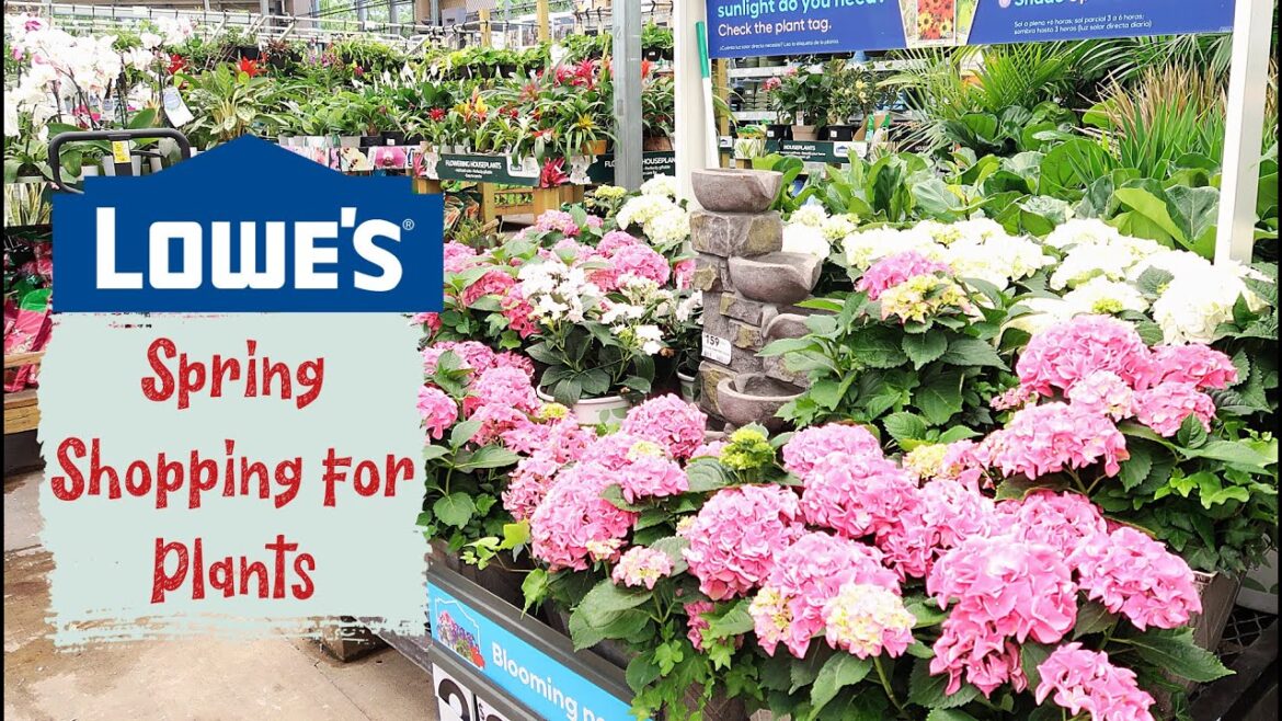 Lowes Spring Shopping and Haul – Plants For My Front Entryway🌱🌵. Lowes Spring Shopping and Haul - Plants For My Front Entryway🌱🌵.