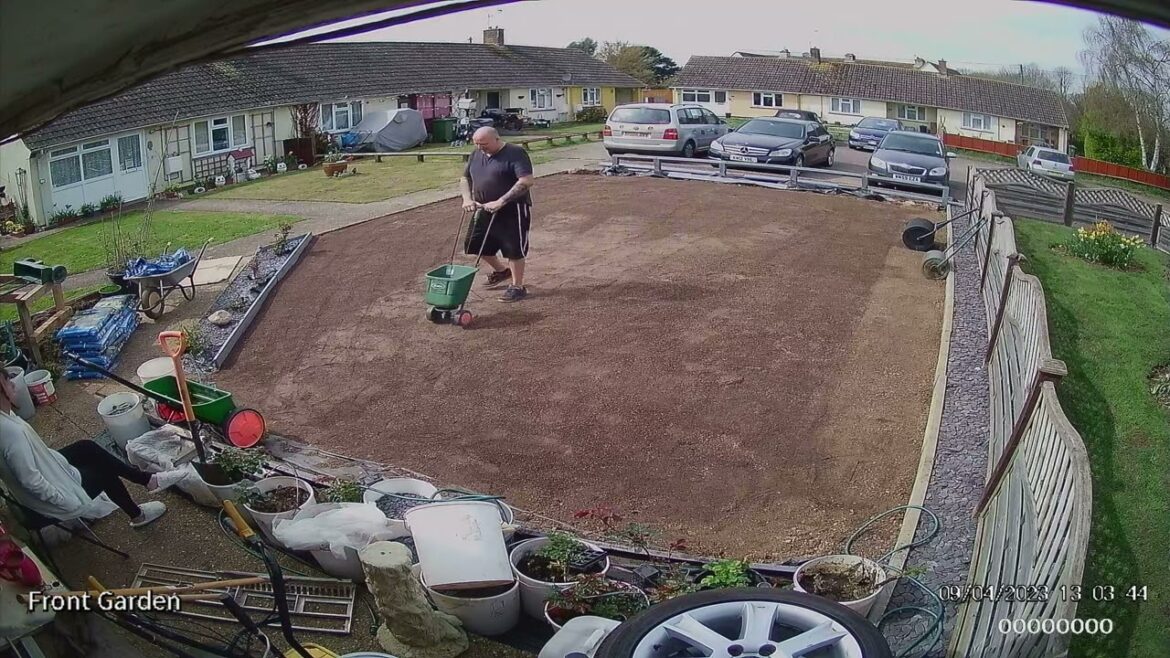 Front #lawn reno #barenbrug #rpr #csi #creepingryegrass