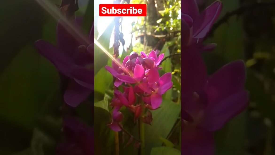 Okid in my home garden |  Garden Ideas | Top Flowers | Yellow flowers | Flowers #shorts