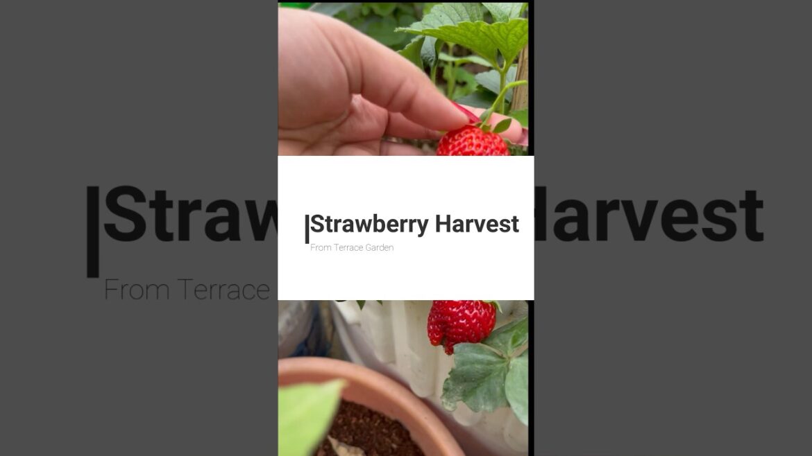 Grow Strawberries in containers || Harvesting Strawberries #strawberry #garden #shorts Grow Strawberries in containers || Harvesting Strawberries #strawberry #garden #shorts