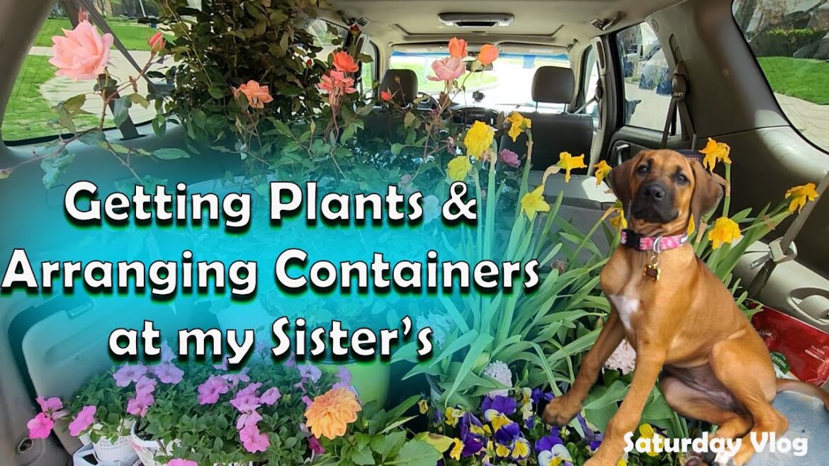 Shopping At Walmart & Lowes For Plants & New Patio Pots For Family || Saturday Vlog Shopping At Walmart & Lowes For Plants & New Patio Pots For Family || Saturday Vlog