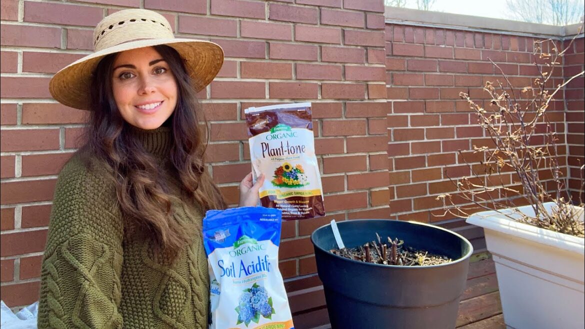 Refreshing Potted Perennials | Container Gardening Tips