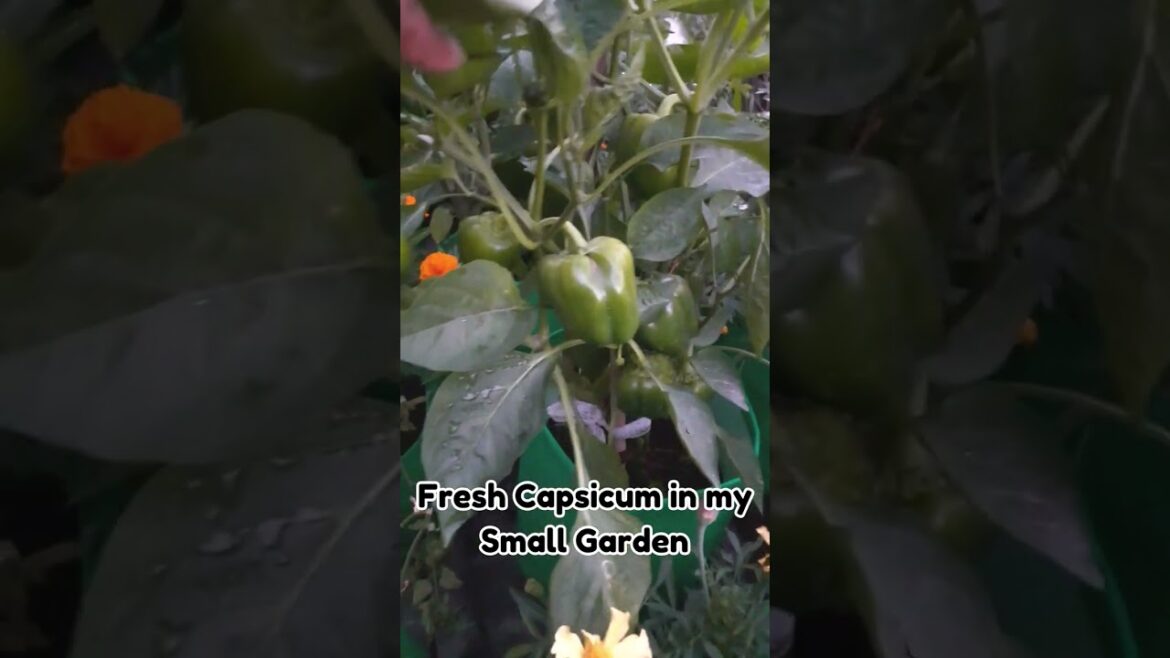 Fresh Capsicum from My Container Garden |Beautiful Capsicum Ready To Eat. Full Video on channel.