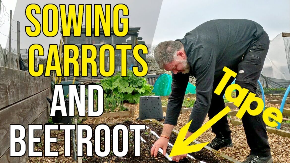 Get Perfect Carrots and Beetroot? Seed Tape! The Secret To Sowing Carrots and Beetroot.