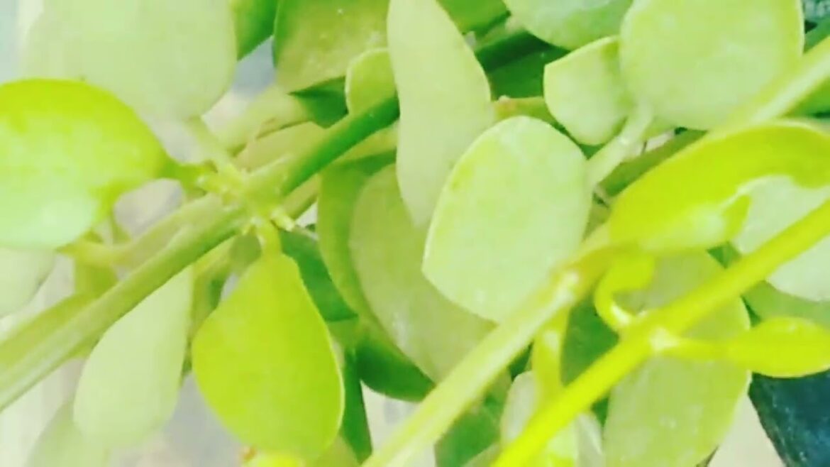 Leaf Tree. Rooftop garden. Designers idea. Garden planning. #design #garden #leaf #viral #subscribe Leaf Tree. Rooftop garden. Designers idea. Garden planning. #design #garden #leaf #viral #subscribe