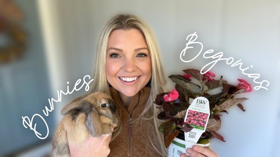 Bunnies and Begonias! :: Planting Up a Sun AND Shade Garden Bed with Surefire Rose Begonia! Zone 9B